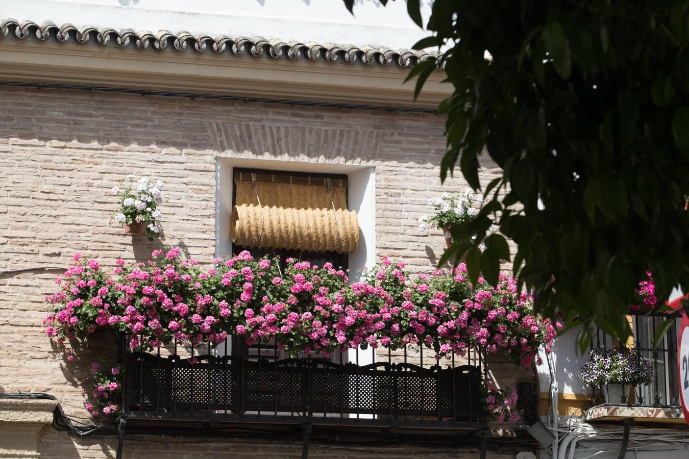 La belleza de las rejas y balcones de Córdoba en mayo, en imágenes