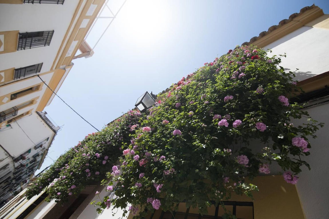 La belleza de las rejas y balcones de Córdoba en mayo, en imágenes