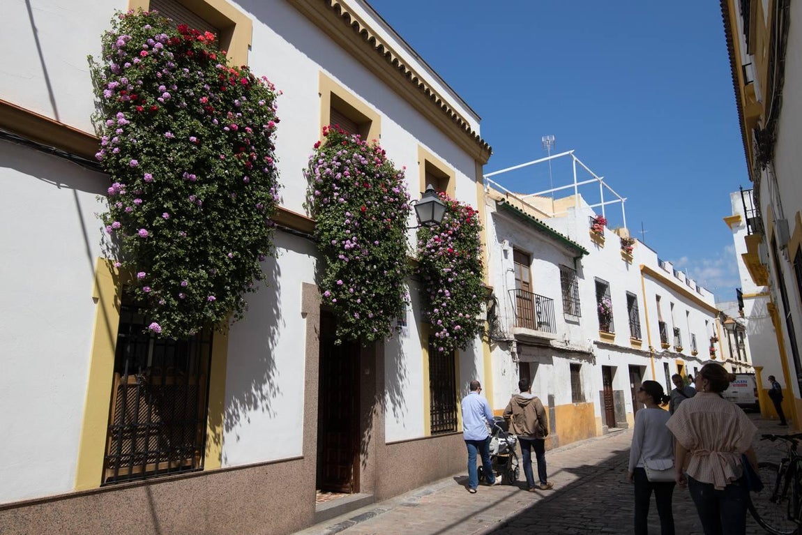 La belleza de las rejas y balcones de Córdoba en mayo, en imágenes