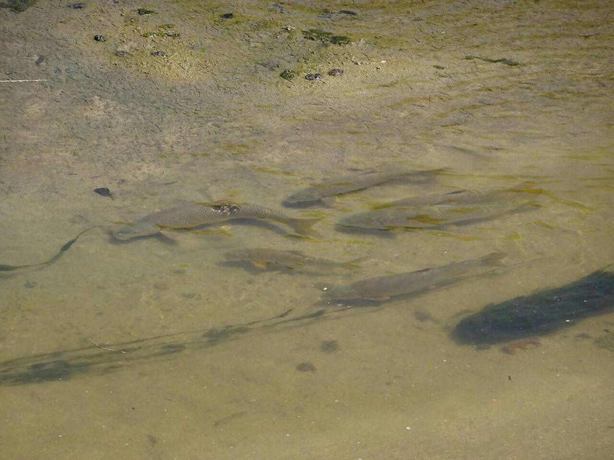 7.. Un grupo de barbos, especies autóctonas que se han recuperado en el Manzanares