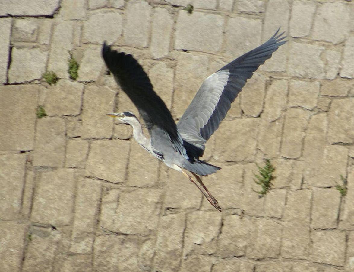 13.. Una garza real echa a volar entre las márgenes del río