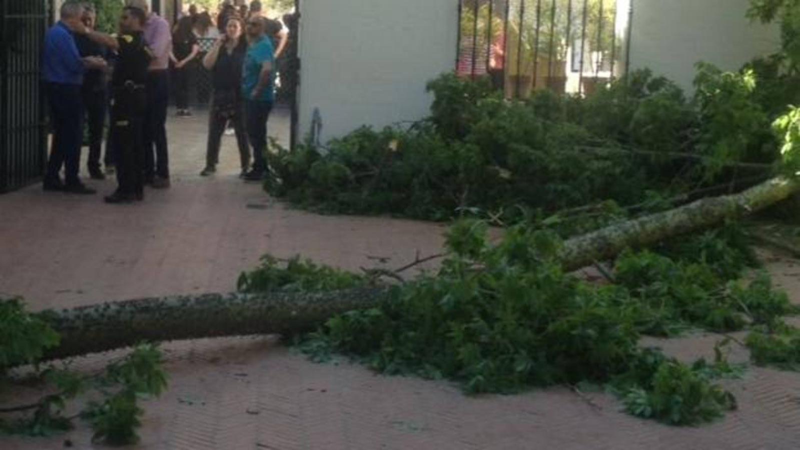 Las imágenes que ha dejado la caída del árbol en el Real Alcázar