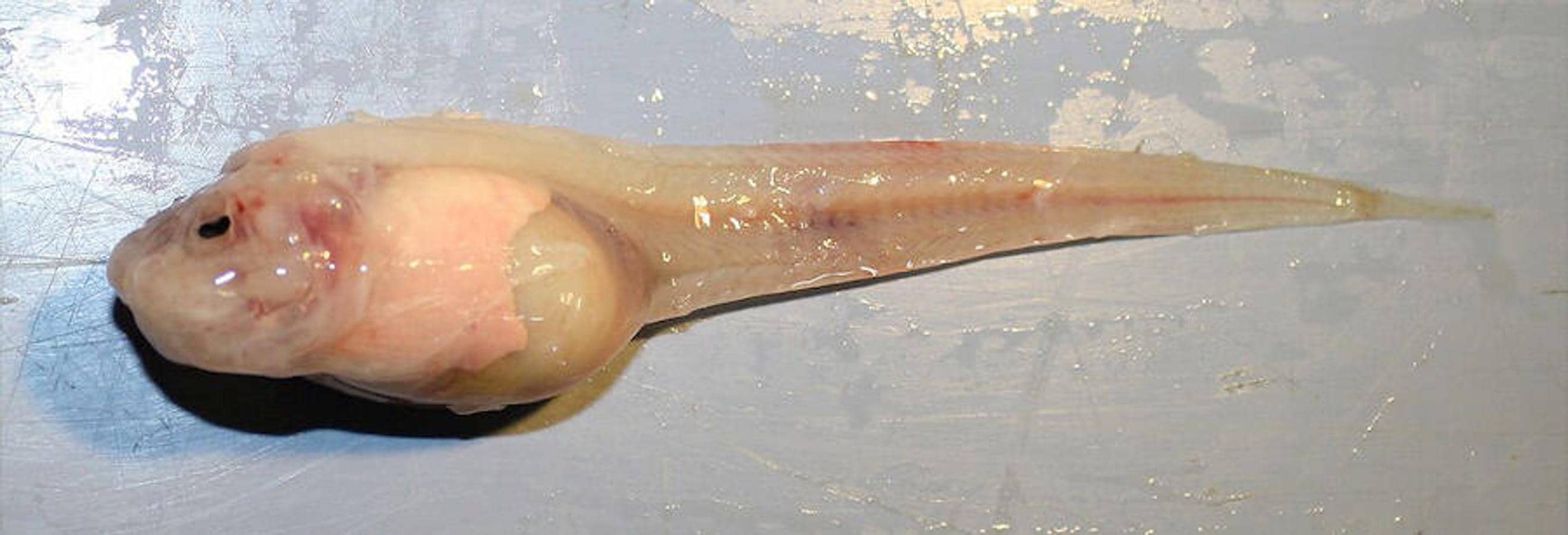 1. Pseudoliparis swirei. Un pez baboso a 8.000 metros de profundidad. Fosa de las Marianas. Firma foto: Schmidt Ocean Institute. 