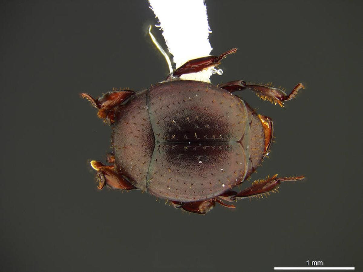 4. Nymphister kronaueri. Un escarabajo que vive camuflado en una hormiga, Costa Rica. Firma foto: C. von Beeren. 