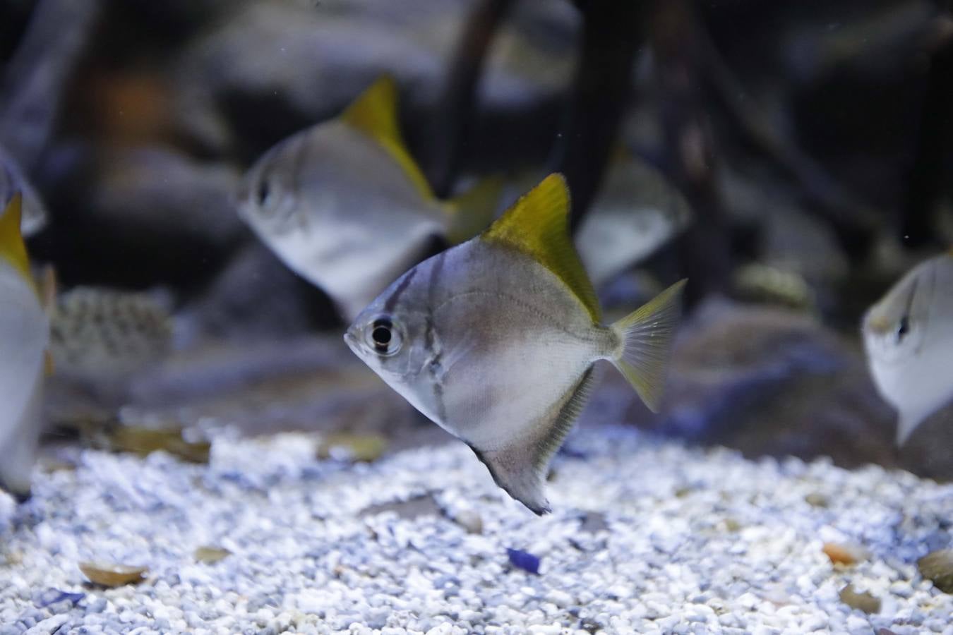 El imágenes, el nuevo acuario abre sus puertas