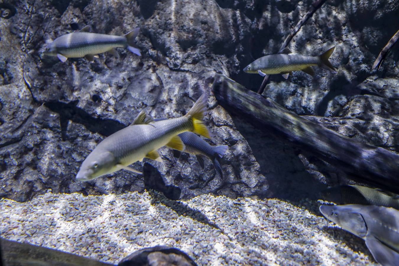 El imágenes, el nuevo acuario abre sus puertas