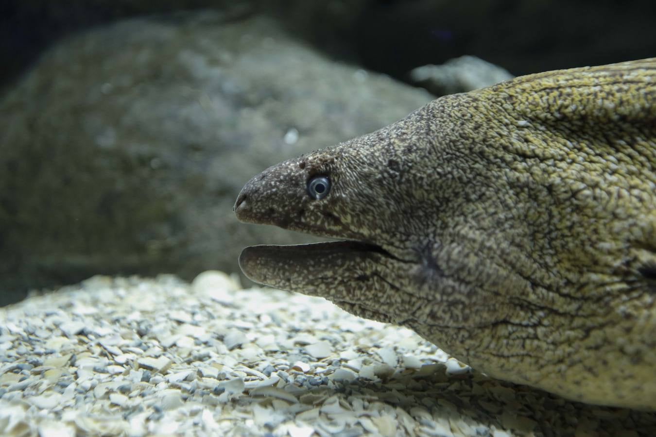 El imágenes, el nuevo acuario abre sus puertas