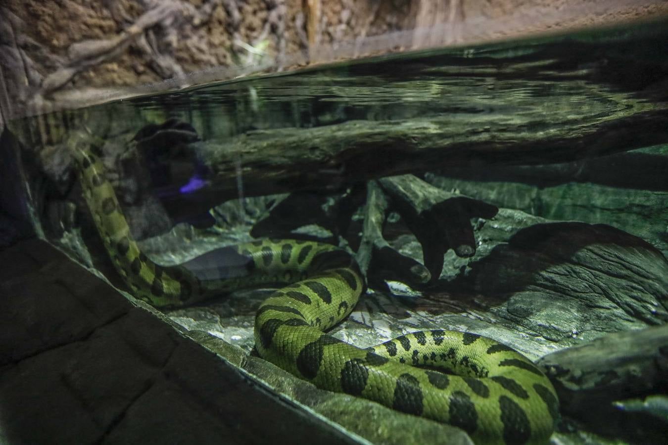 El imágenes, el nuevo acuario abre sus puertas