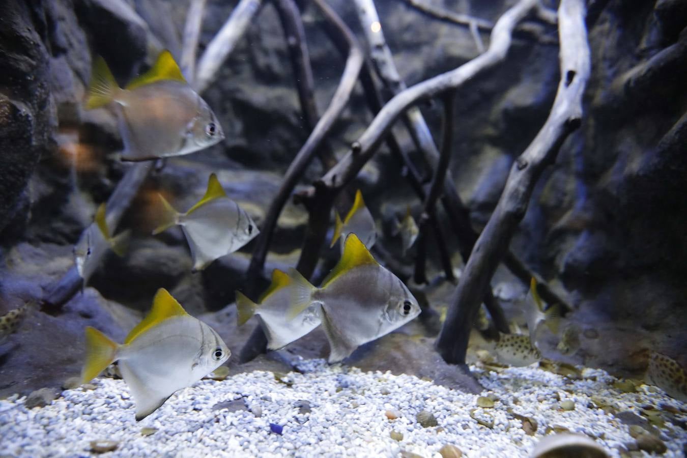 El imágenes, el nuevo acuario abre sus puertas