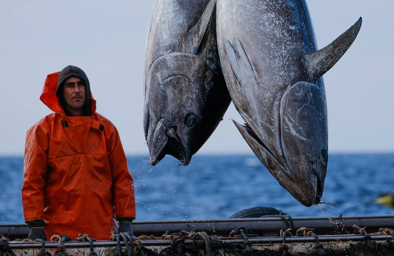 «La levantá» de atunes rojos, en imágenes