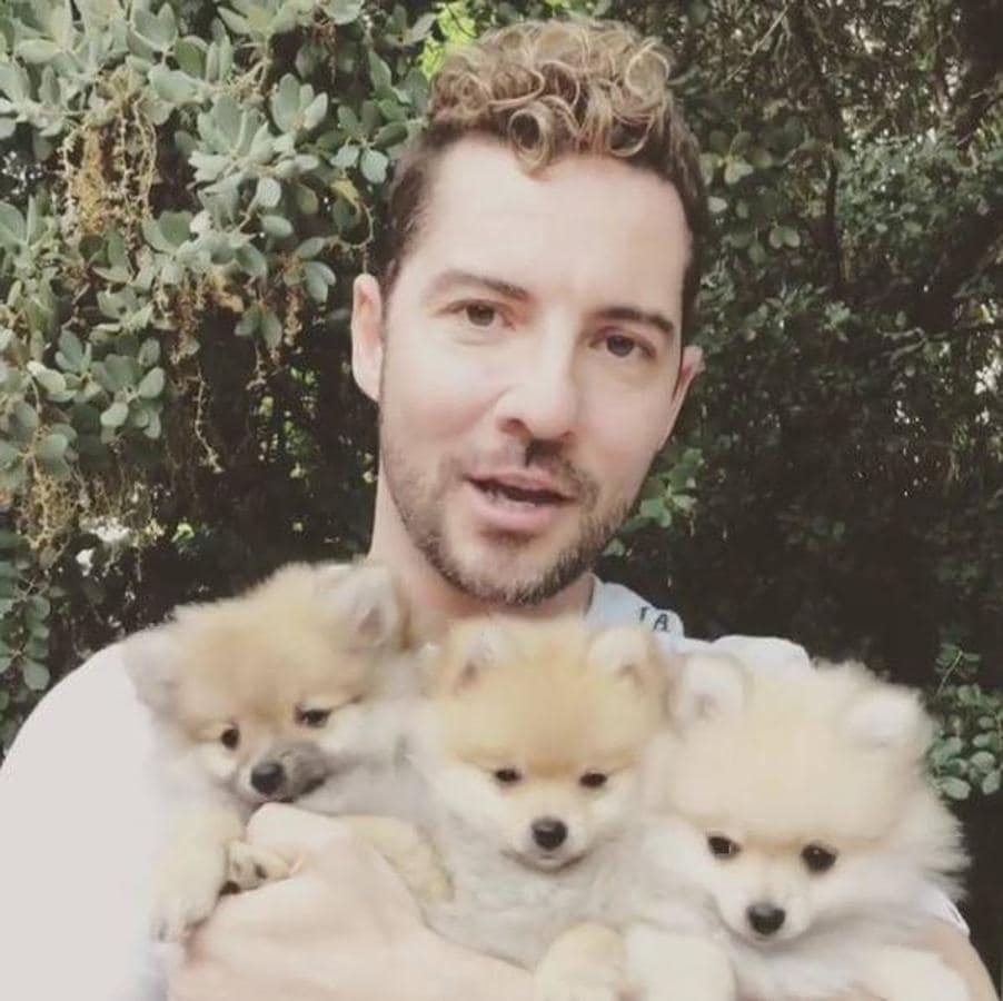 David Bisbal ha derretido el corazón de sus seguidores posando con los cachorros de su mascota. 