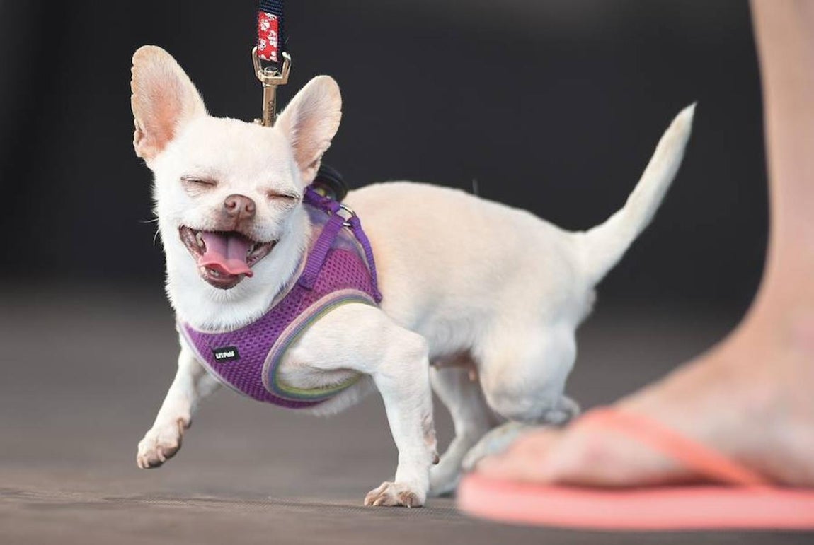 Mrs. Kravitz, un chihuahua, entra en el escenario. Todos los años se celebra en California un concurso para elegir al «Perro más feo del mundo»