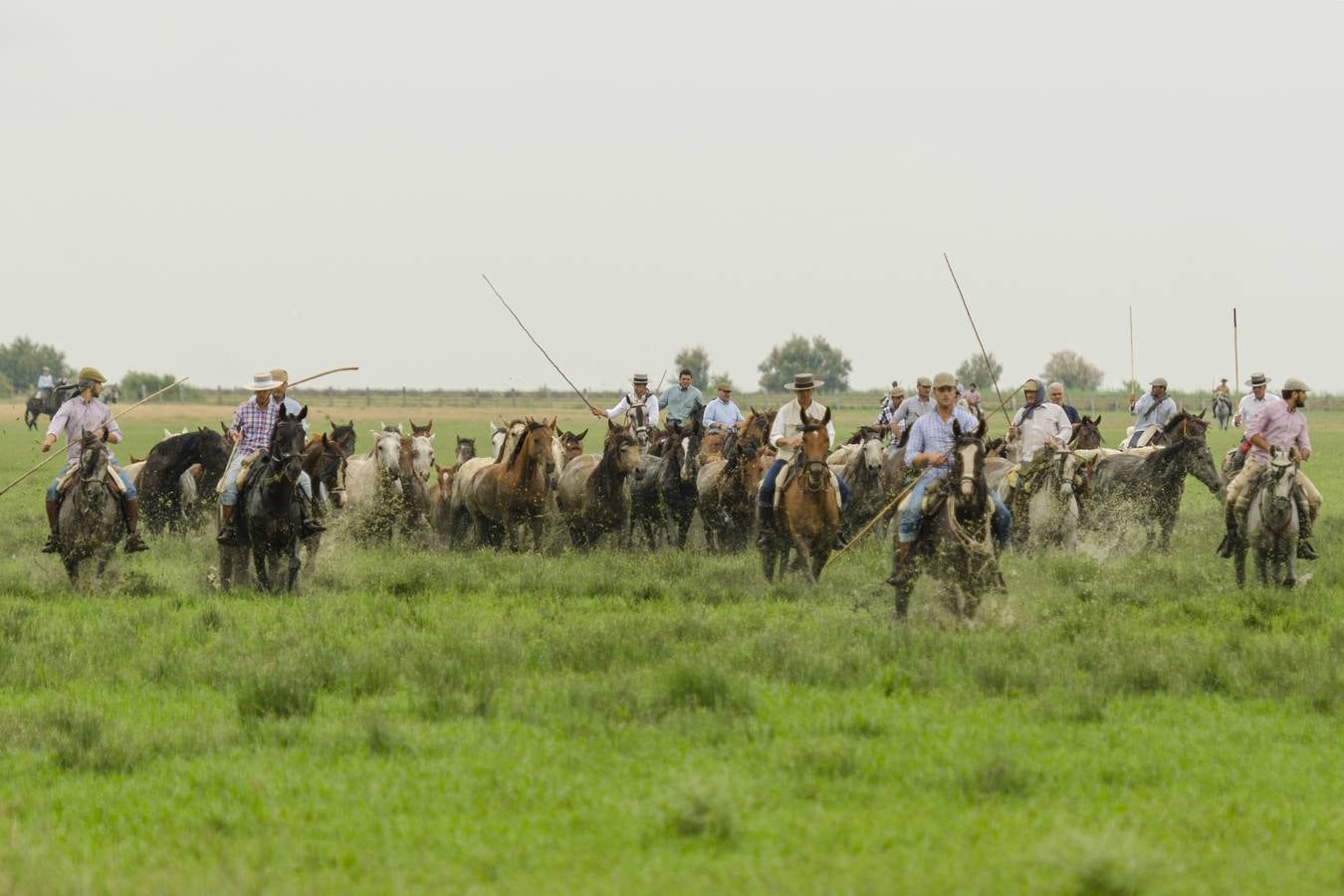 Comienza el rito de la Saca de las Yeguas en Doñana