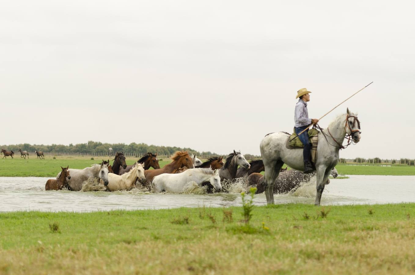 Comienza el rito de la Saca de las Yeguas en Doñana