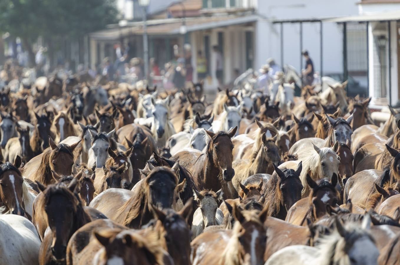 Galería: la tradicional saca de las yeguas y su llegada al Rocío