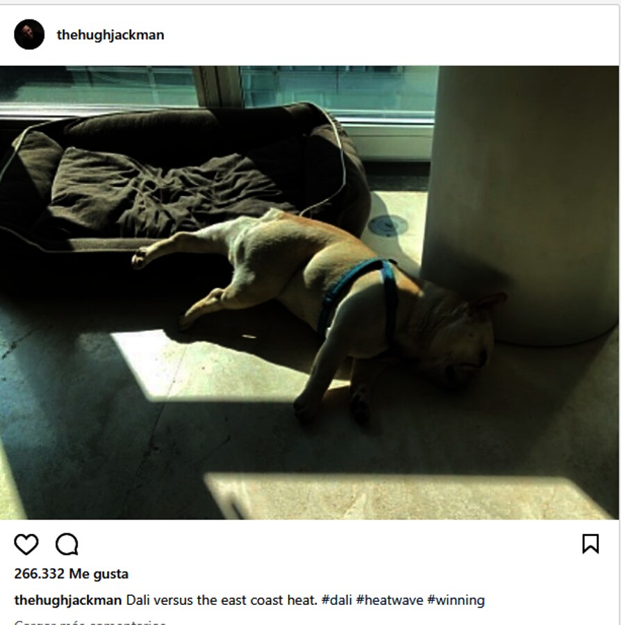 Huhg Jackman, amor por los animales. El actor compartía esta simpática instantánea de su perro tumbado entre el sol y la sombra.
