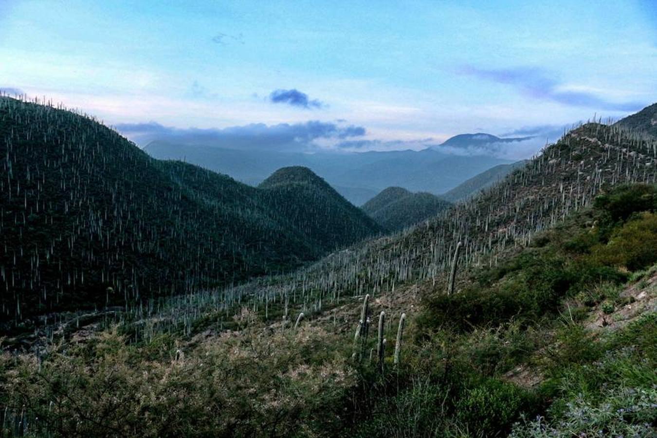 El Área Natural Protegida (ANP) Valle de Tehuacán-Cuicatlán, en México, fue nombrada hoy patrimonio mundial por la UNESCO, motivo por el cual el Gobierno destacó, entre otras virtudes, la facultad del lugar para evidenciar la adaptación humana al medioambiente.. 