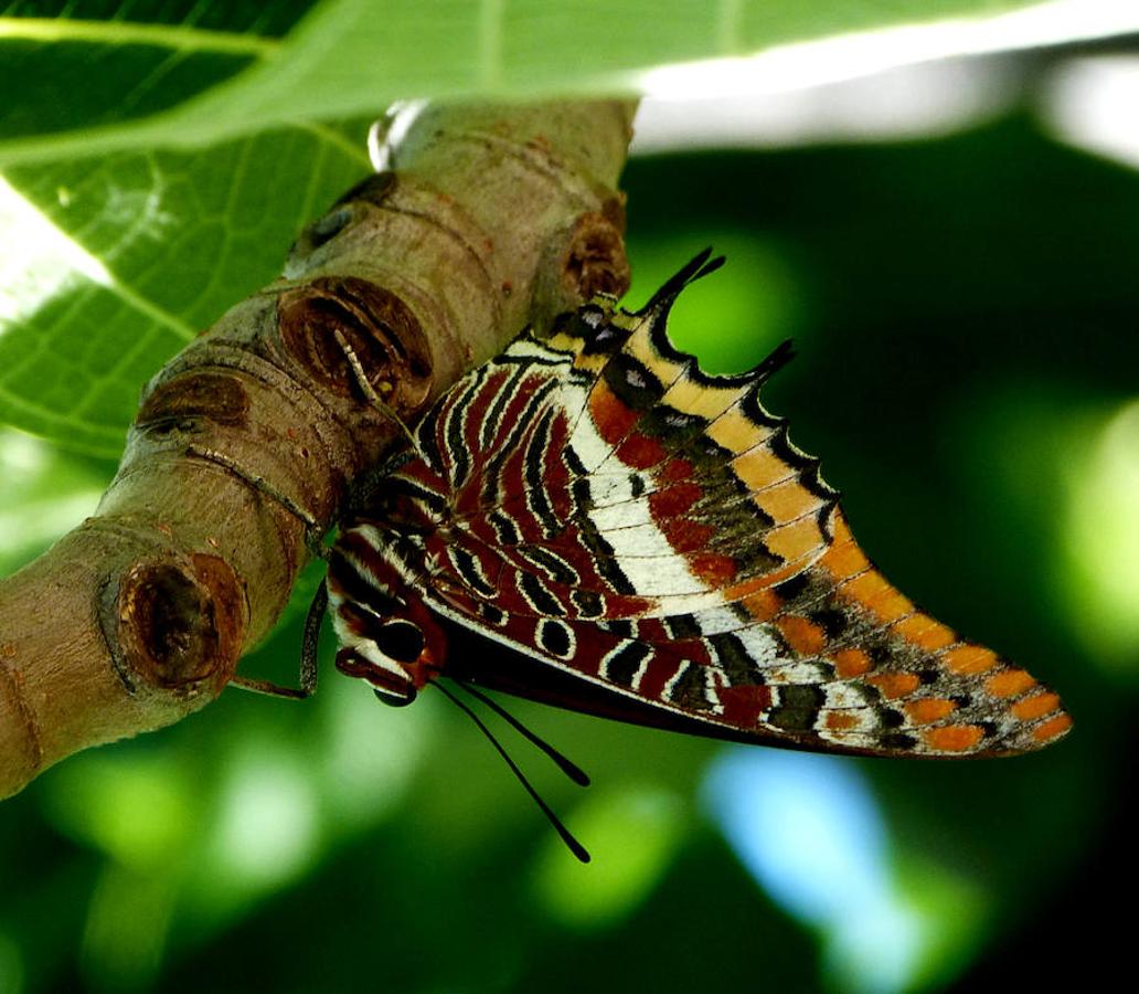 Insectos: animales imprescindibles e infravalorados. Charaxes jasius (lepidóptero)