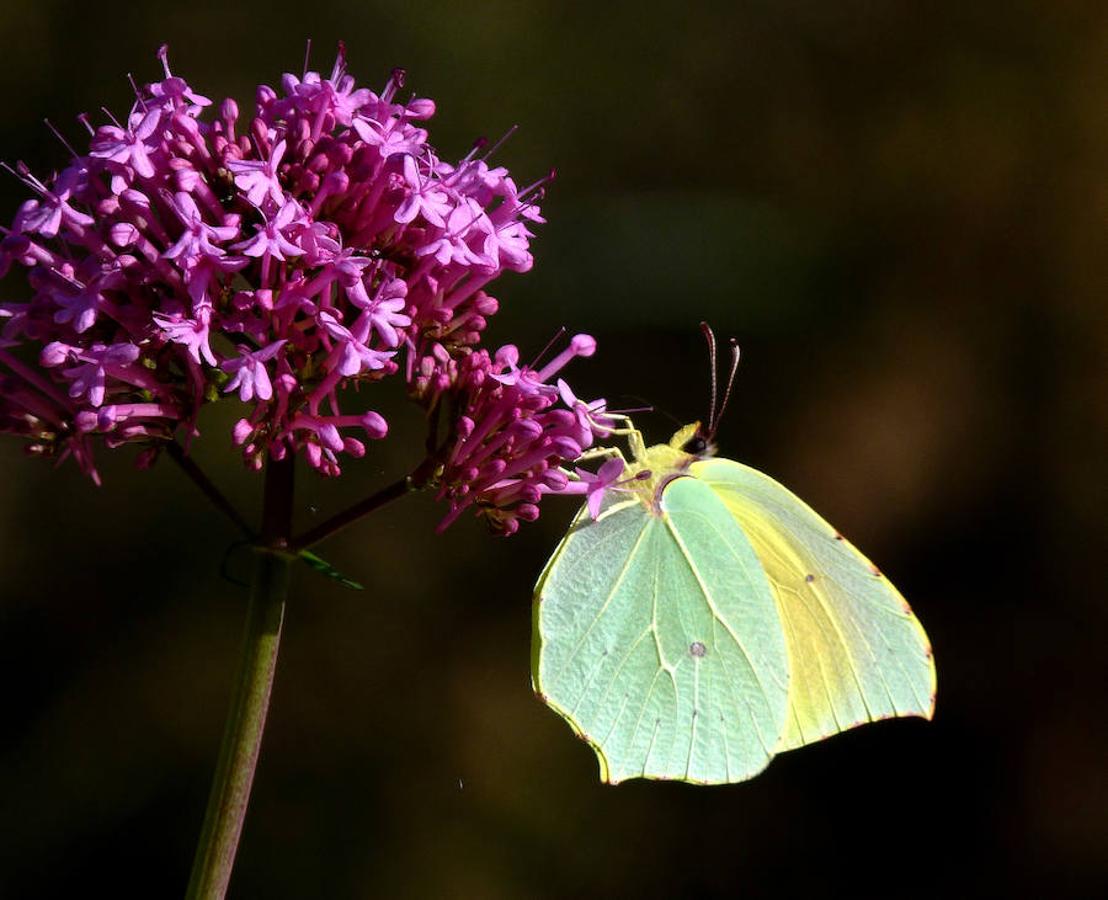 Insectos: animales imprescindibles e infravalorados. Gonepteryx cleopatra (lepidóptero)