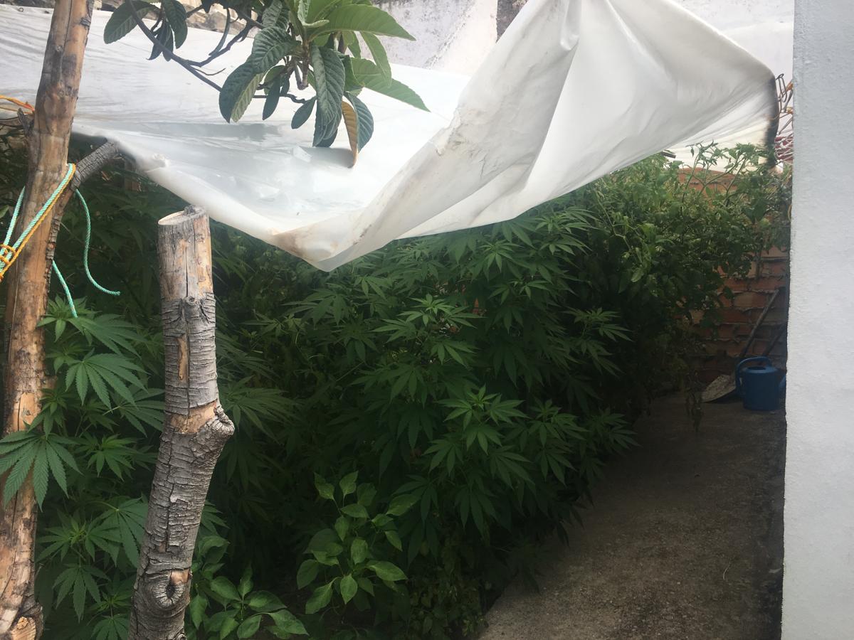 Desmantelada una plantación de marihuana en pleno centro de El Puerto