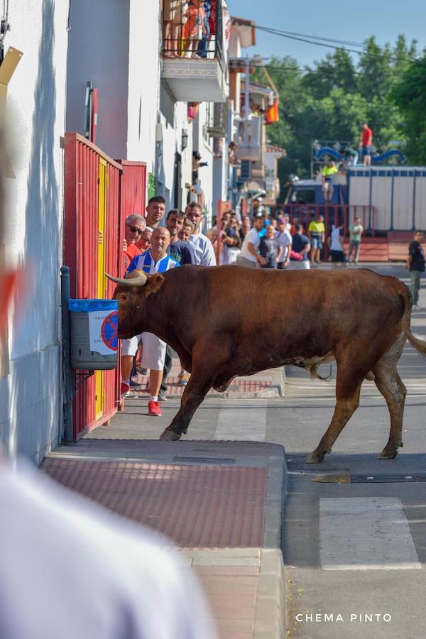 Yuncler se vuelca con su encierro taurino