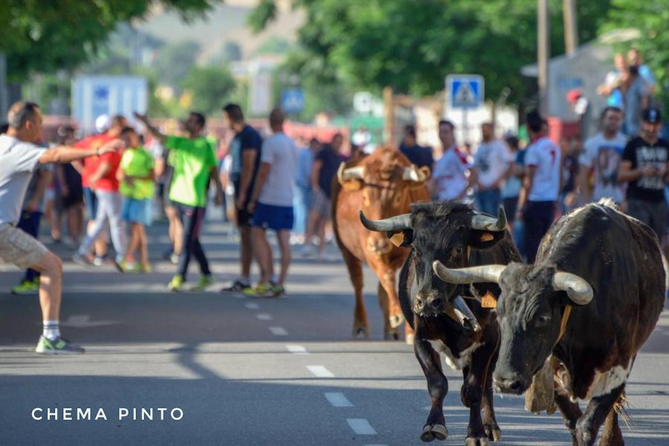 Yuncler se vuelca con su encierro taurino