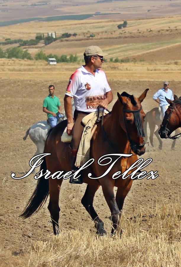 Homenaje a la trashumancia en Lominchar