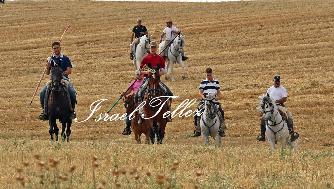 Homenaje a la trashumancia en Lominchar