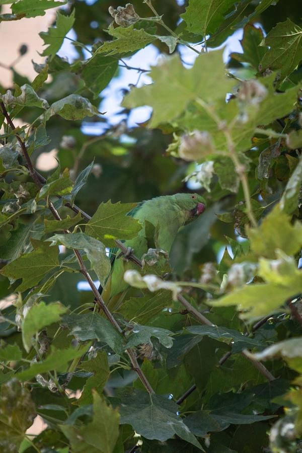 Cotorras: este es el ave invasor que se ha asentado en Sevilla