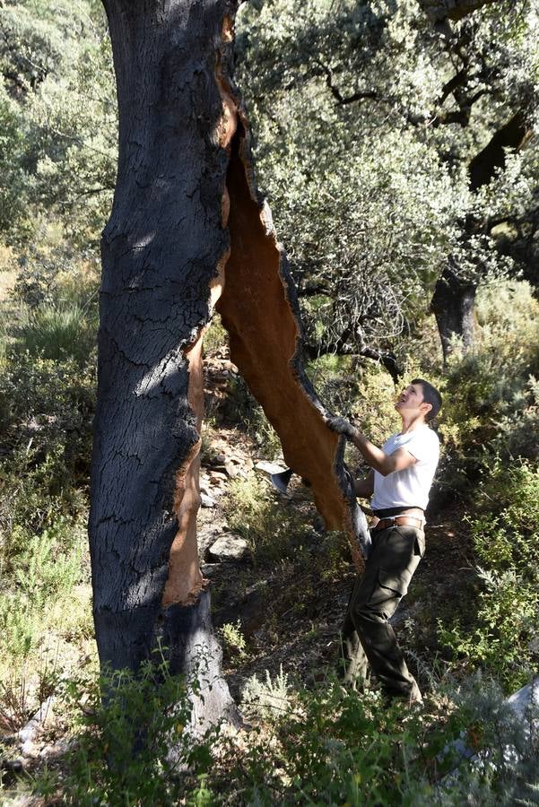 Así se saca el corcho en las dehesas de Andalucía