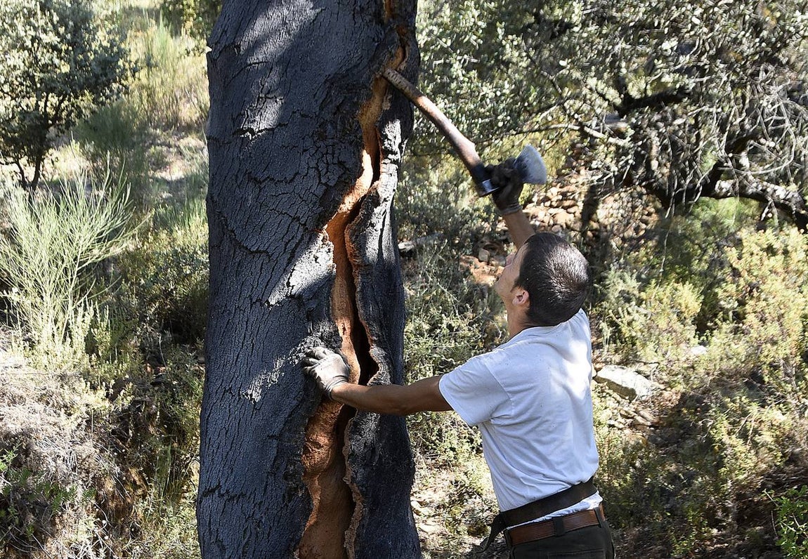 Así se saca el corcho en las dehesas de Andalucía