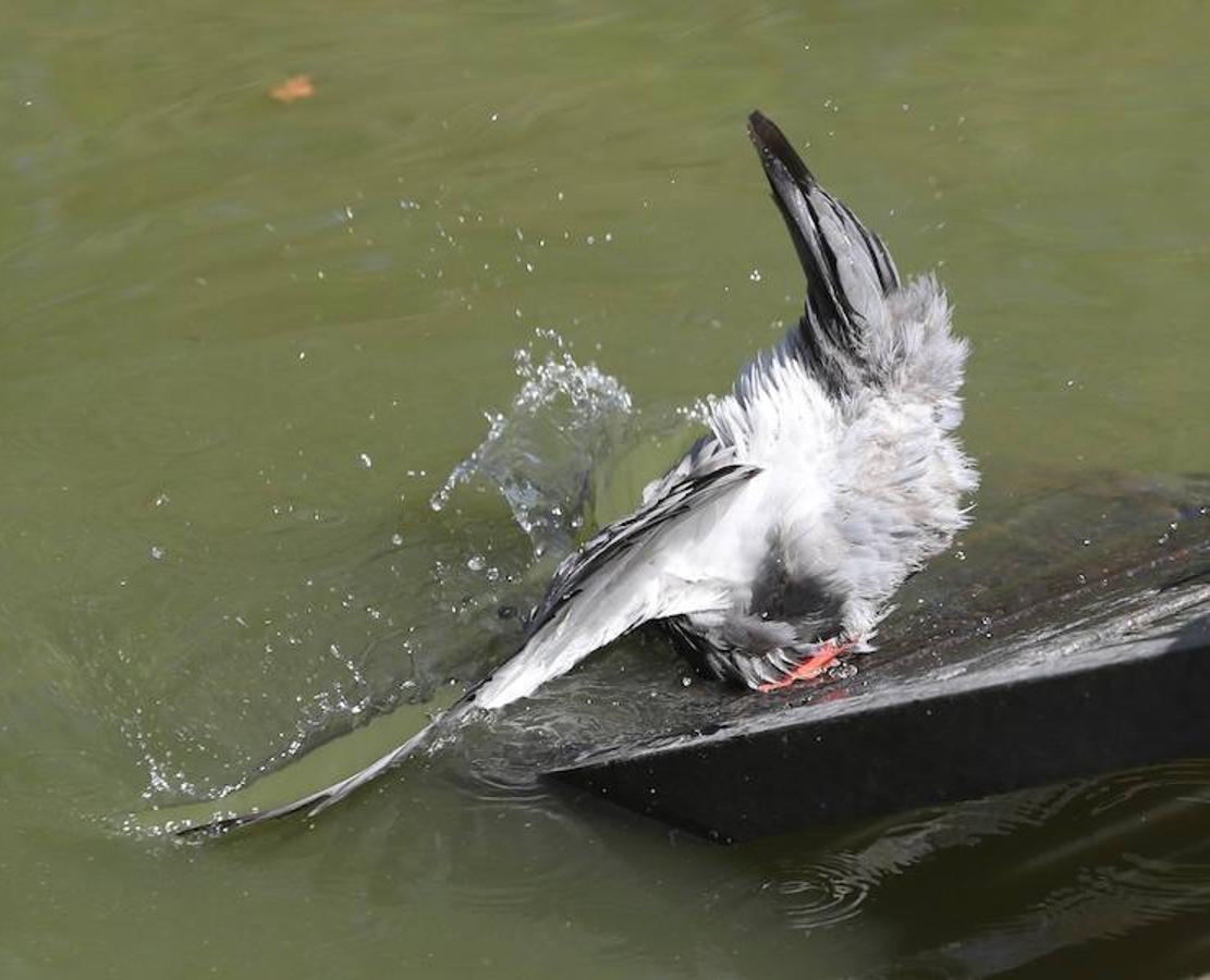 El calor también lo sufren los animales 
En la imagen un ave se refresca en una de las fuentes del Parque del Retiro en Madrid. Ni los animales pueden soportar las altas temperaturas de la capital de España. La primera ola de calor dejará hasta el lunes temperaturas superiores a 40 grados.  También ha conseguido disparar la alerta en 31 provincias de nueve comunidades autónomas.