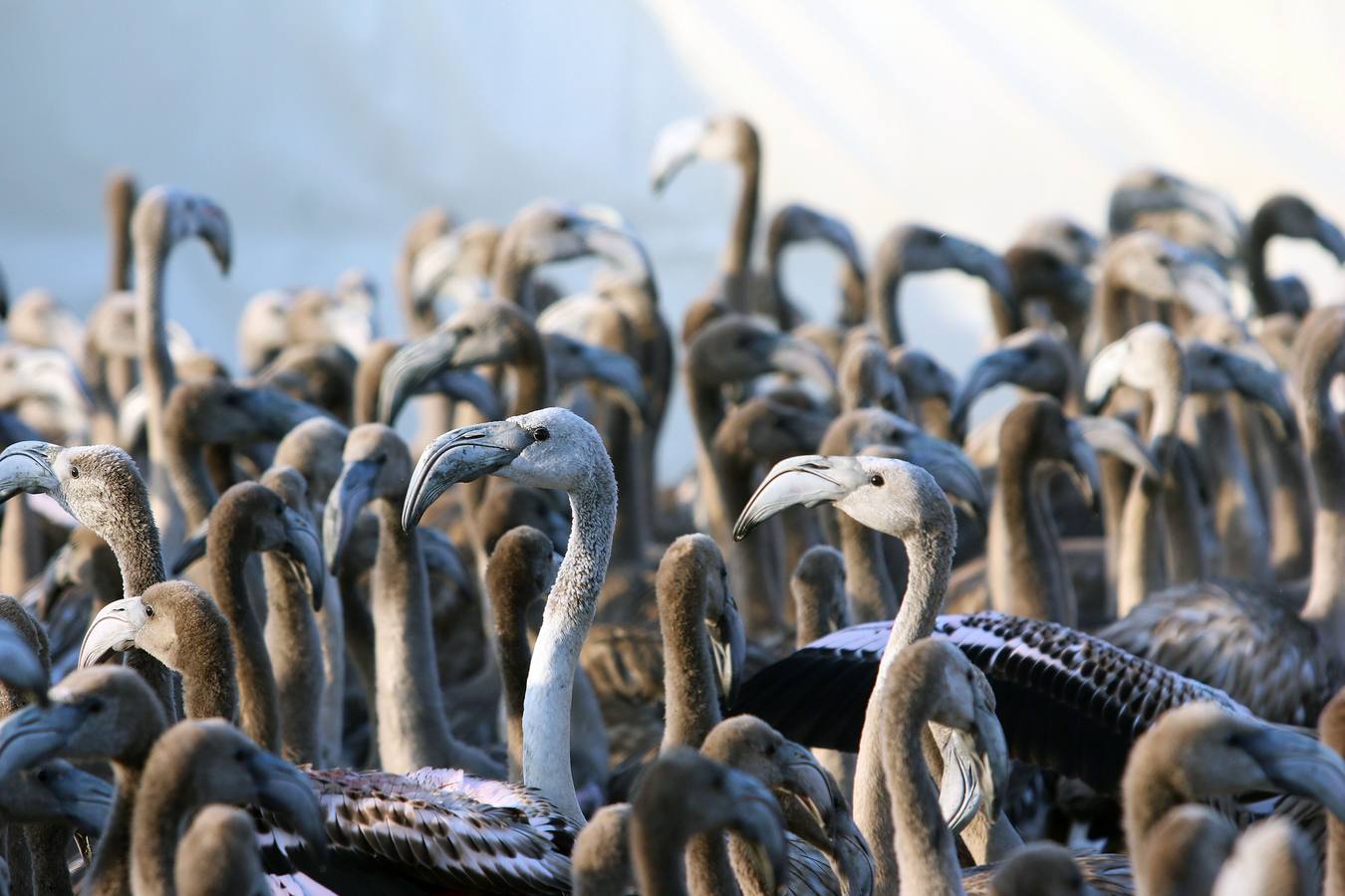 Voluntarios anillan flamencos en la Laguna de Fuente de Piedra