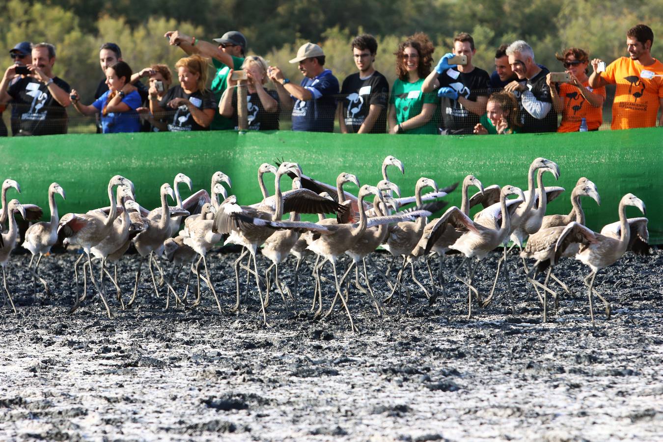 Voluntarios anillan flamencos en la Laguna de Fuente de Piedra