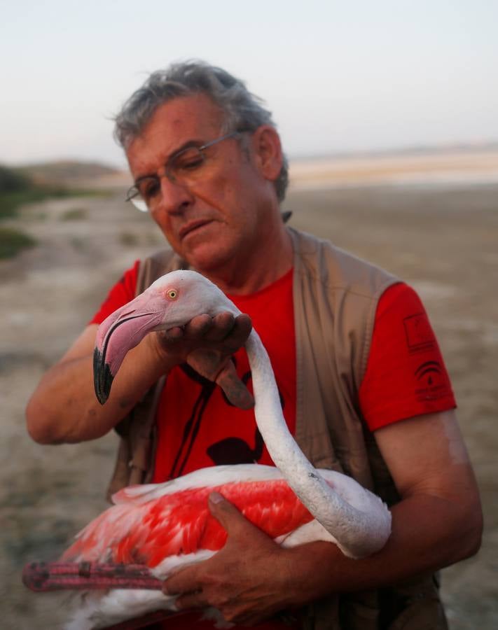 Voluntarios anillan flamencos en la Laguna de Fuente de Piedra