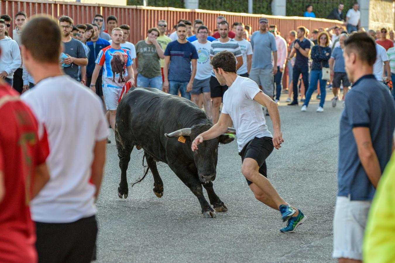 Los encierros, centro de las fiestas de Alameda de la Sagra