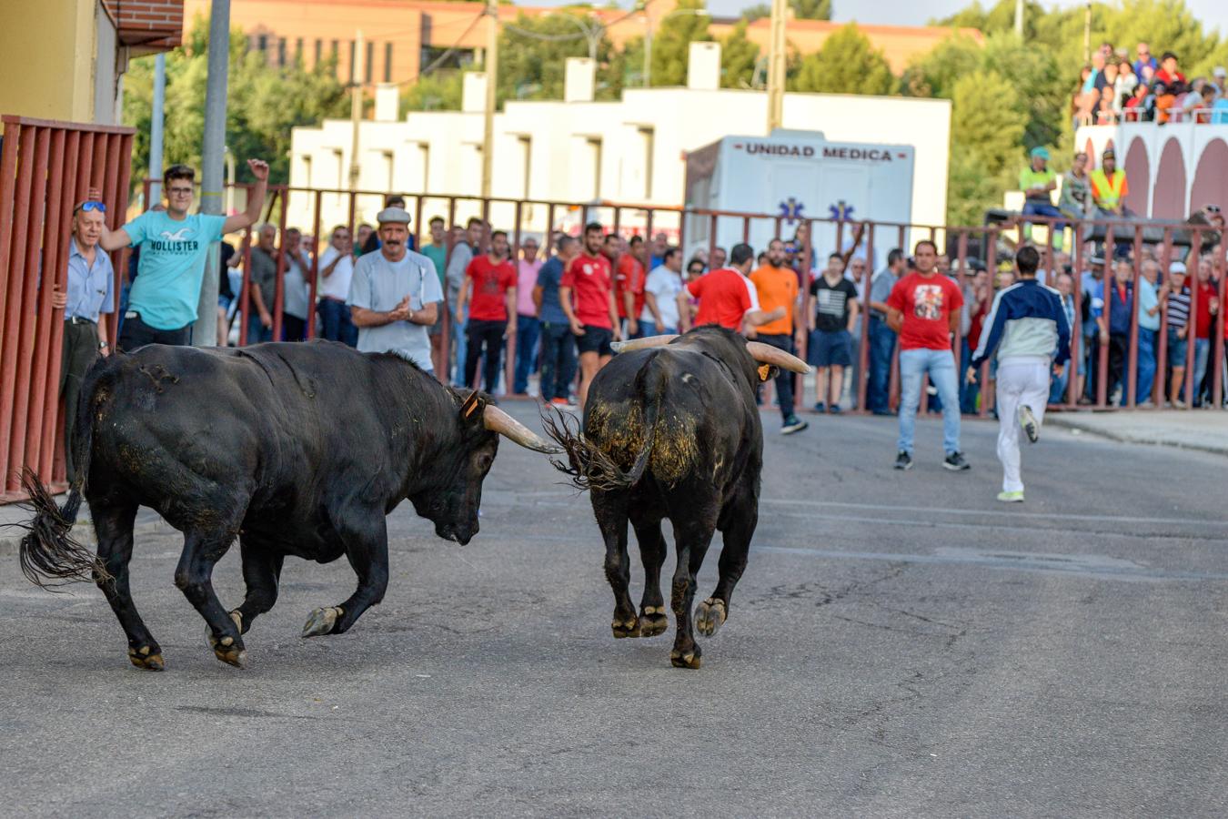 Los encierros, centro de las fiestas de Alameda de la Sagra