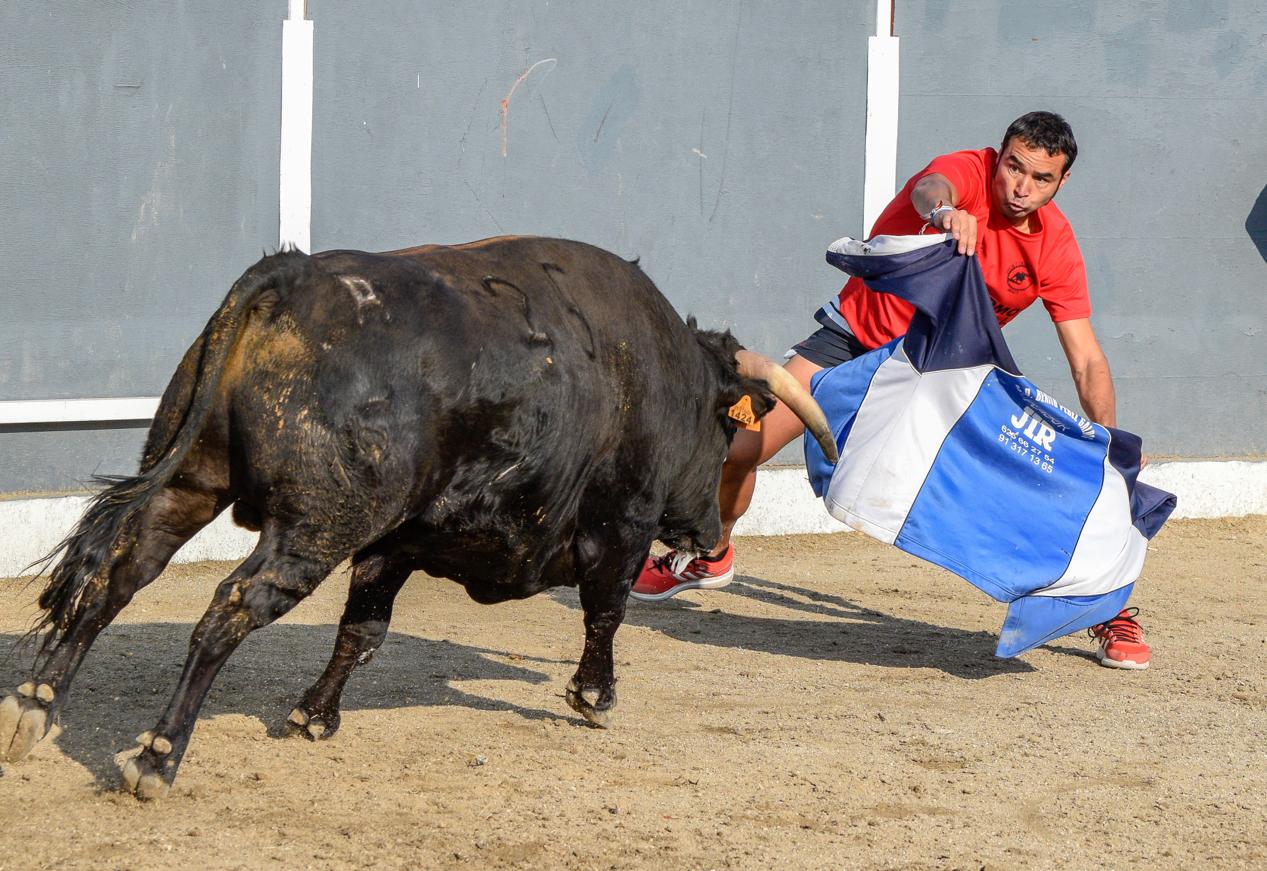 Los encierros, centro de las fiestas de Alameda de la Sagra