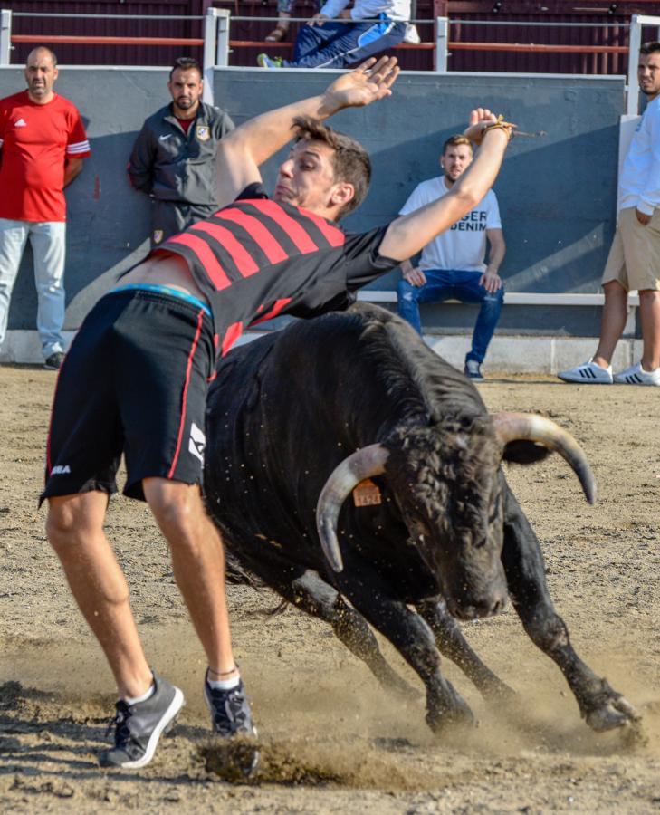 Los encierros, centro de las fiestas de Alameda de la Sagra