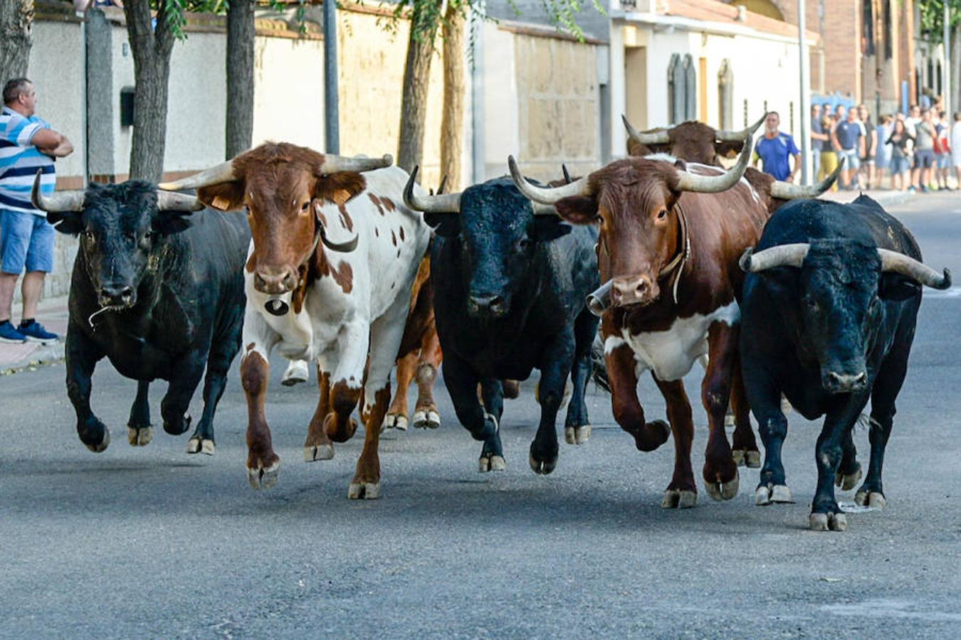 Segundo encierro de las fiestas de Añover