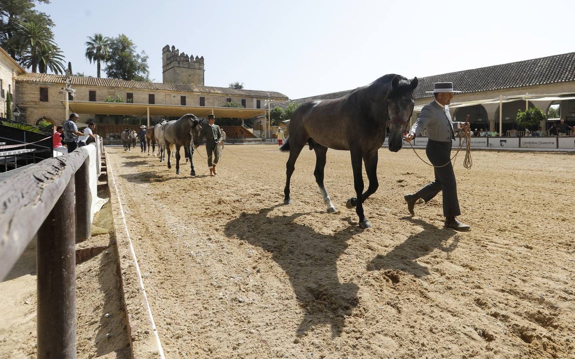 La primera jornada de Cabalcor, en imágenes