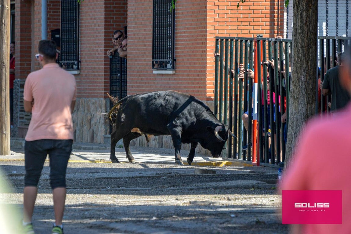 El encierro de Cobeja, en imágenes