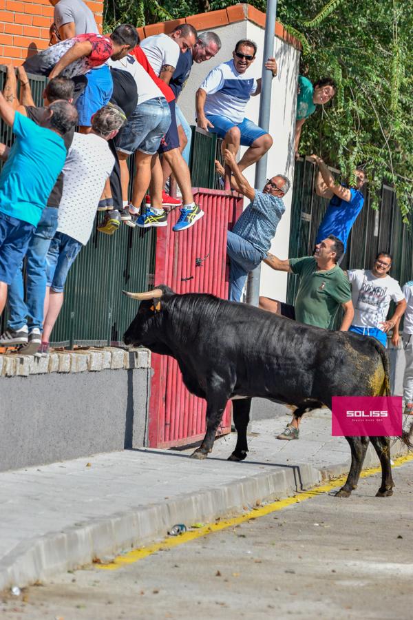El encierro de Cobeja, en imágenes