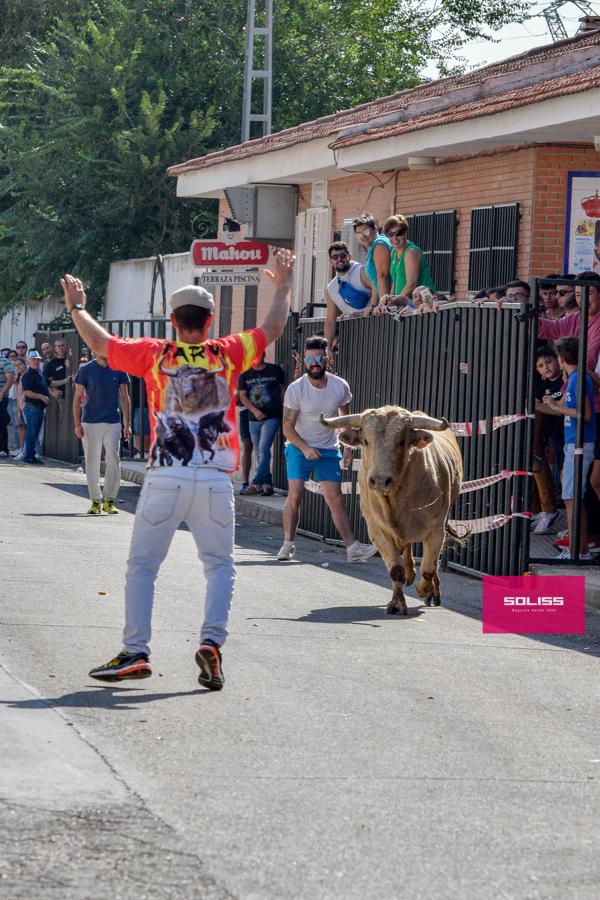 El encierro de Cobeja, en imágenes