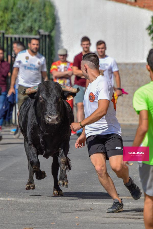 El encierro de Cobeja, en imágenes