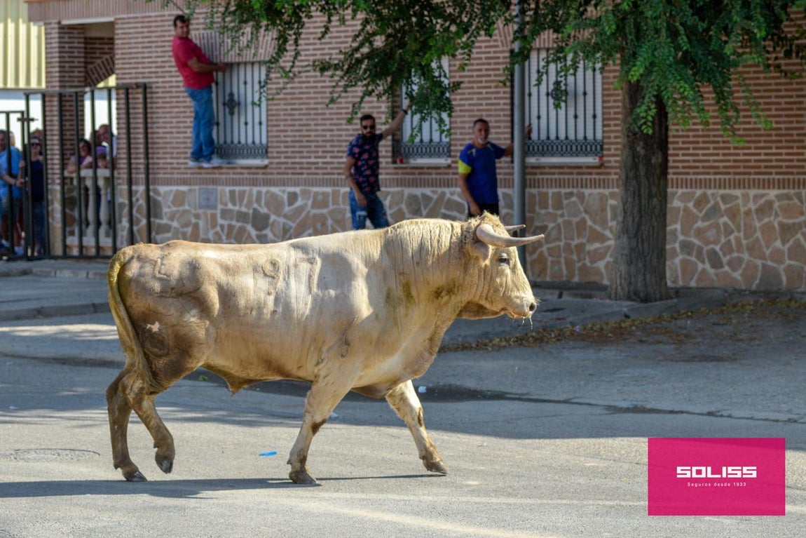 El encierro de Cobeja, en imágenes
