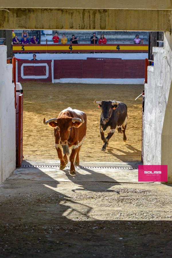 Los encierros marcan las fiestas de Yepes