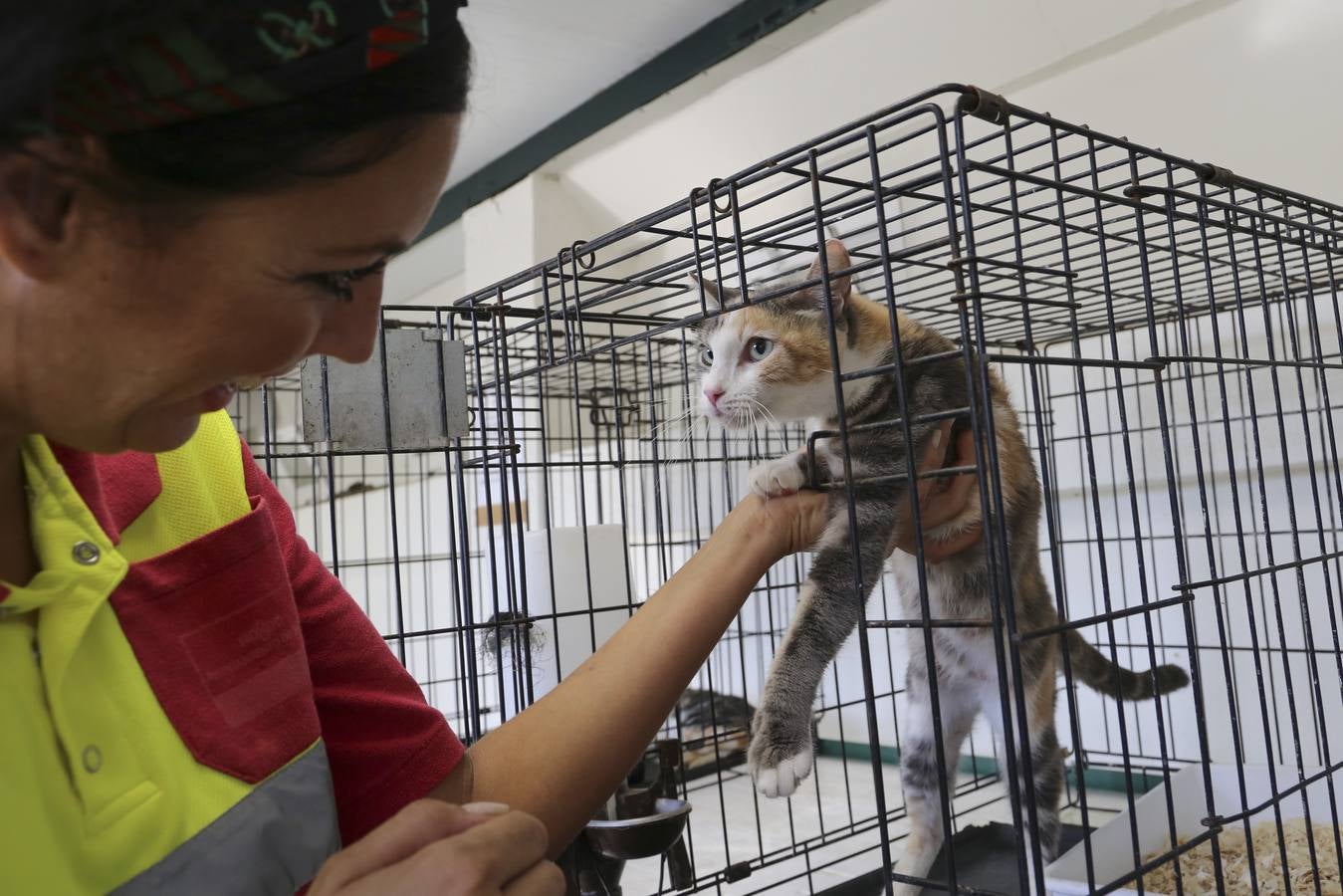 Nueva campaña de adopción de animales en el Zoosanitario