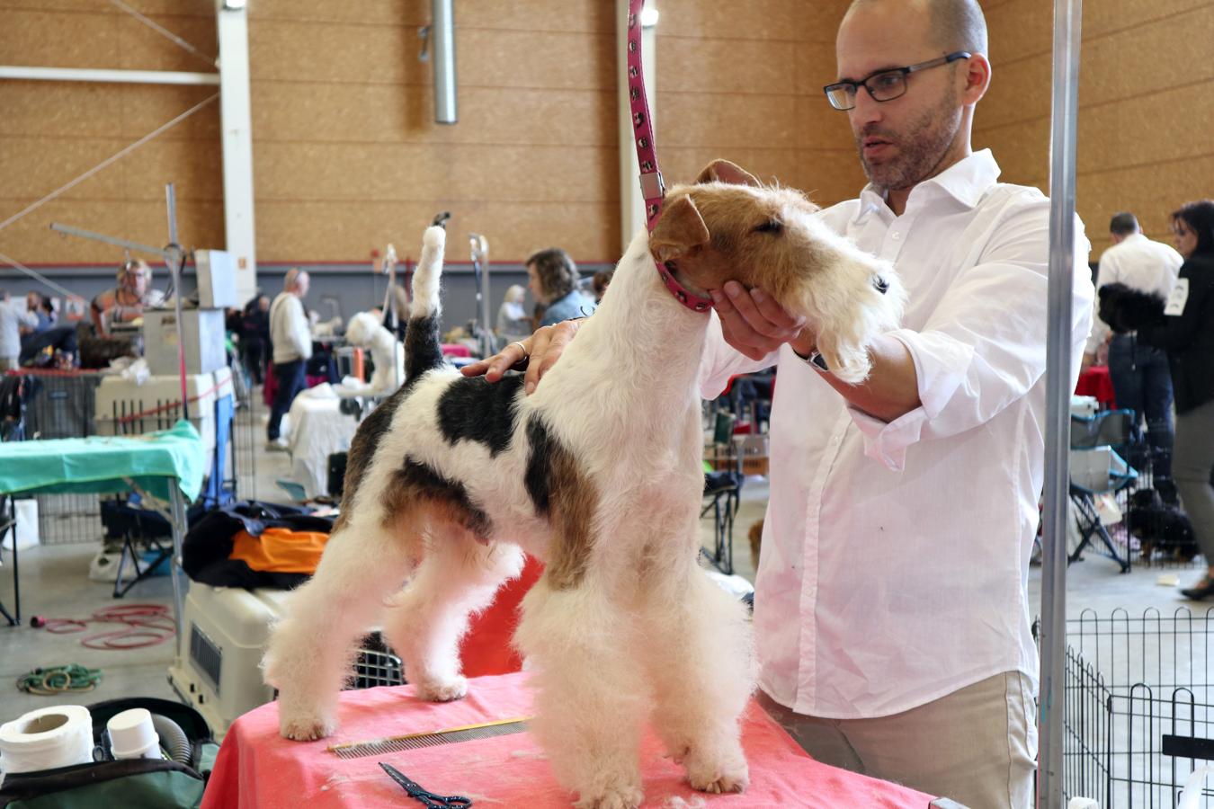 La exposición internacional canina de Otoño de Talavera, en imágenes