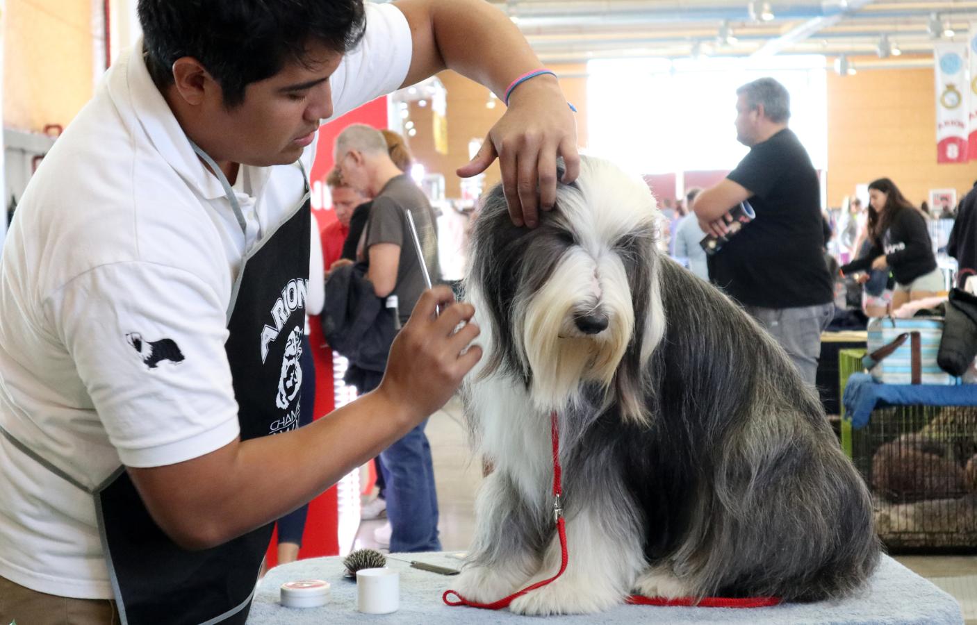 La exposición internacional canina de Otoño de Talavera, en imágenes